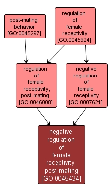 GO:0045434 - negative regulation of female receptivity, post-mating (interactive image map)