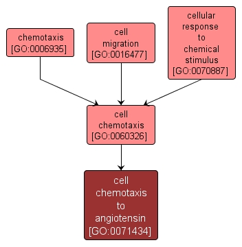 GO:0071434 - cell chemotaxis to angiotensin (interactive image map)