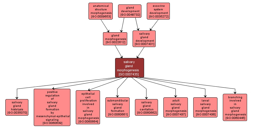 GO:0007435 - salivary gland morphogenesis (interactive image map)