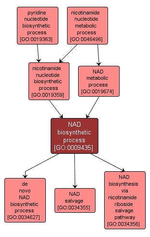 GO:0009435 - NAD biosynthetic process (interactive image map)
