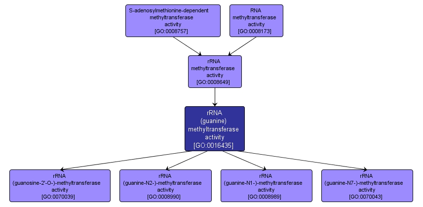 GO:0016435 - rRNA (guanine) methyltransferase activity (interactive image map)