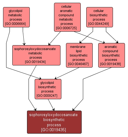 GO:0019435 - sophorosyloxydocosanoate biosynthetic process (interactive image map)