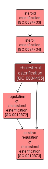 GO:0034435 - cholesterol esterification (interactive image map)