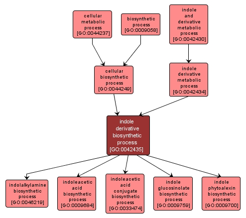 GO:0042435 - indole derivative biosynthetic process (interactive image map)