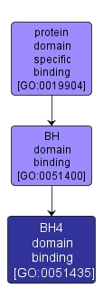 GO:0051435 - BH4 domain binding (interactive image map)