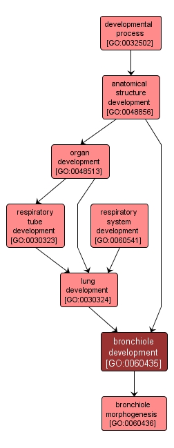 GO:0060435 - bronchiole development (interactive image map)
