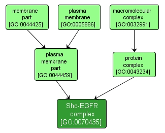 GO:0070435 - Shc-EGFR complex (interactive image map)