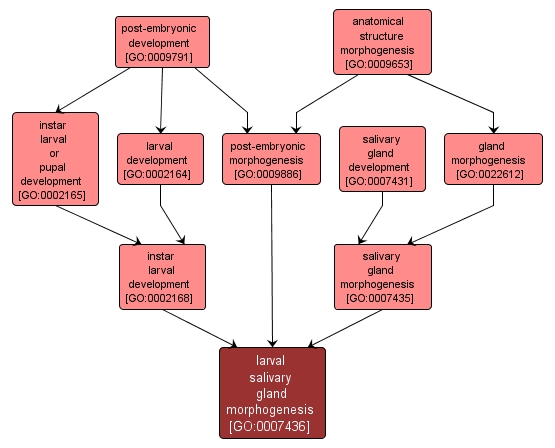 GO:0007436 - larval salivary gland morphogenesis (interactive image map)