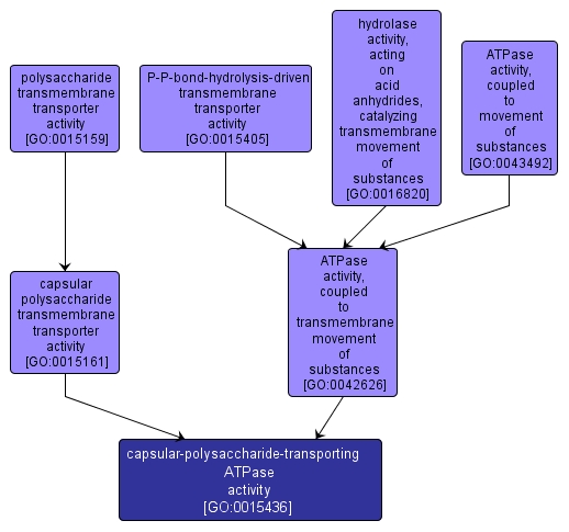 GO:0015436 - capsular-polysaccharide-transporting ATPase activity (interactive image map)