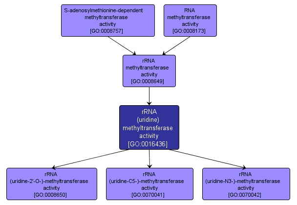 GO:0016436 - rRNA (uridine) methyltransferase activity (interactive image map)