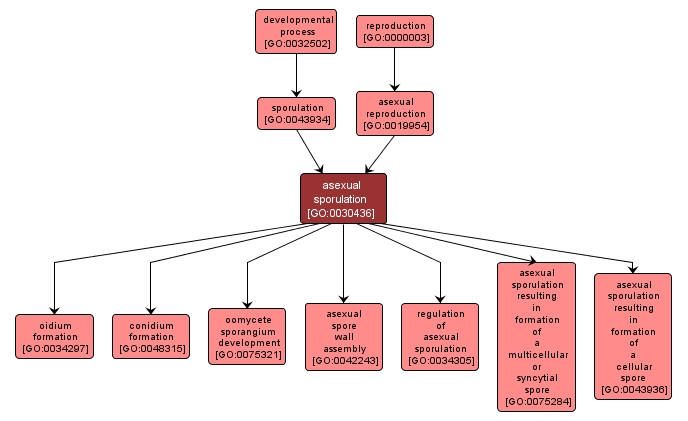 GO:0030436 - asexual sporulation (interactive image map)