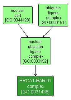 GO:0031436 - BRCA1-BARD1 complex (interactive image map)