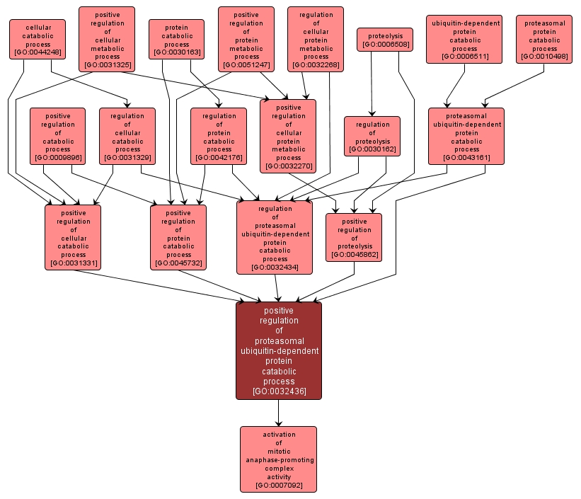 GO:0032436 - positive regulation of proteasomal ubiquitin-dependent protein catabolic process (interactive image map)