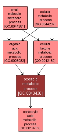 GO:0043436 - oxoacid metabolic process (interactive image map)