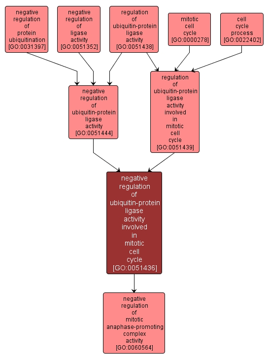 GO:0051436 - negative regulation of ubiquitin-protein ligase activity involved in mitotic cell cycle (interactive image map)