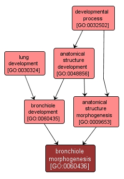 GO:0060436 - bronchiole morphogenesis (interactive image map)