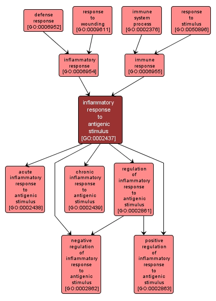 GO:0002437 - inflammatory response to antigenic stimulus (interactive image map)