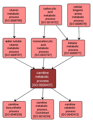 GO:0009437 - carnitine metabolic process (interactive image map)