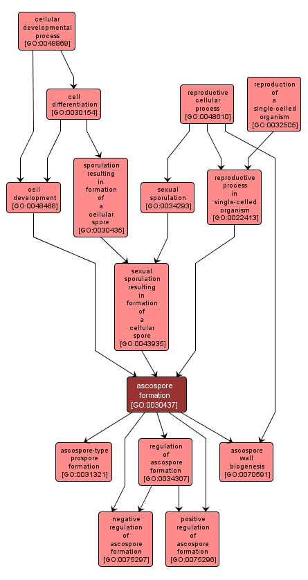 GO:0030437 - ascospore formation (interactive image map)