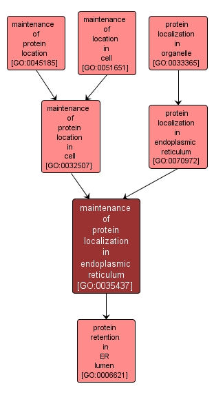 GO:0035437 - maintenance of protein localization in endoplasmic reticulum (interactive image map)