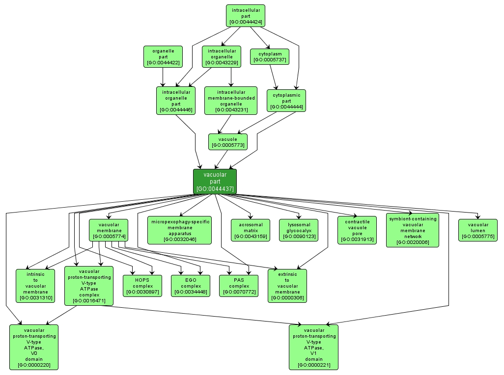 GO:0044437 - vacuolar part (interactive image map)