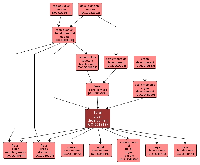 GO:0048437 - floral organ development (interactive image map)