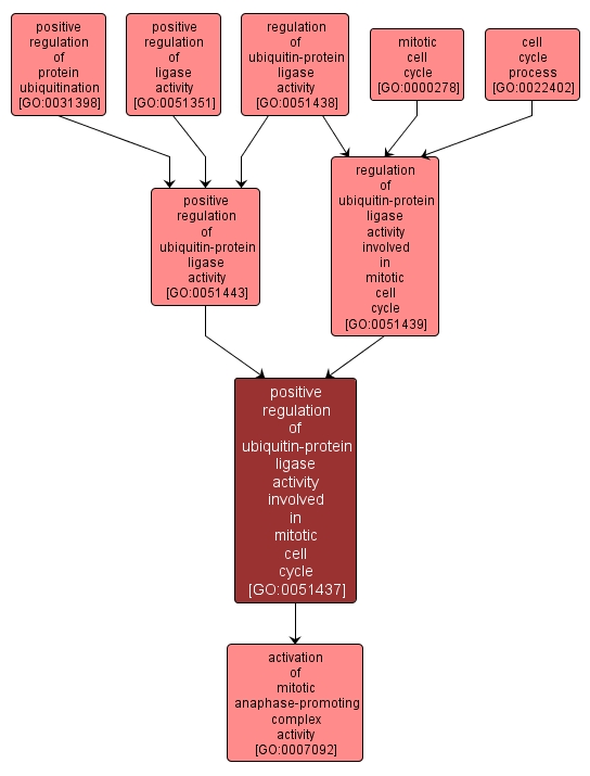 GO:0051437 - positive regulation of ubiquitin-protein ligase activity involved in mitotic cell cycle (interactive image map)