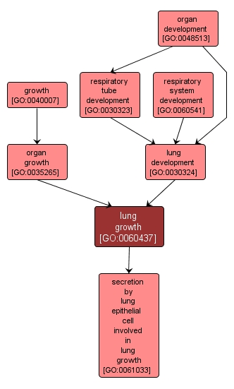 GO:0060437 - lung growth (interactive image map)