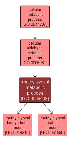 GO:0009438 - methylglyoxal metabolic process (interactive image map)