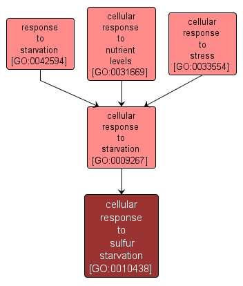 GO:0010438 - cellular response to sulfur starvation (interactive image map)