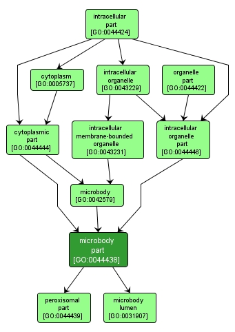 GO:0044438 - microbody part (interactive image map)