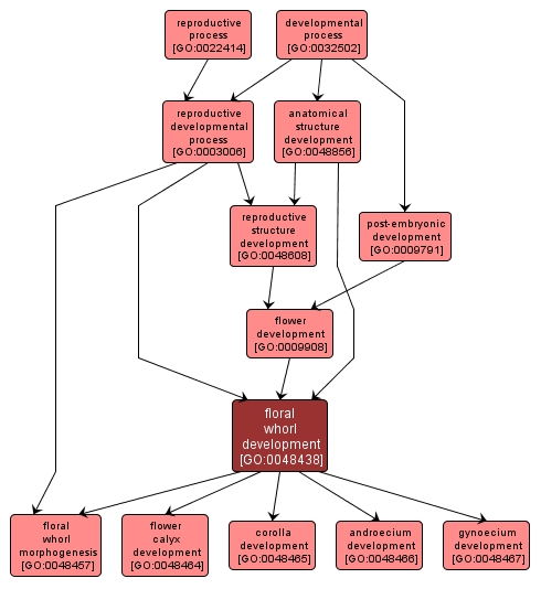 GO:0048438 - floral whorl development (interactive image map)