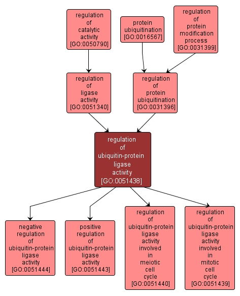 GO:0051438 - regulation of ubiquitin-protein ligase activity (interactive image map)