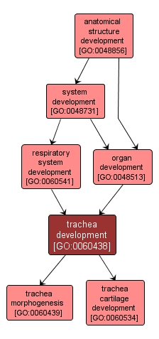 GO:0060438 - trachea development (interactive image map)