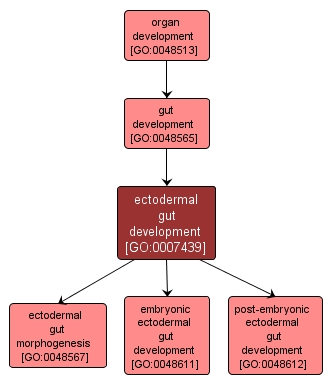 GO:0007439 - ectodermal gut development (interactive image map)