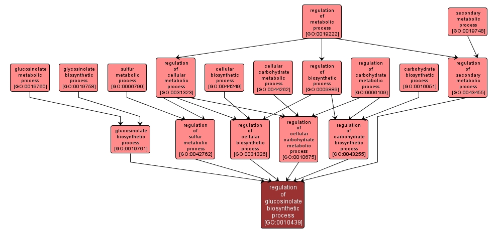 GO:0010439 - regulation of glucosinolate biosynthetic process (interactive image map)