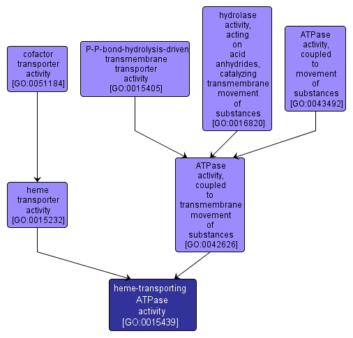 GO:0015439 - heme-transporting ATPase activity (interactive image map)