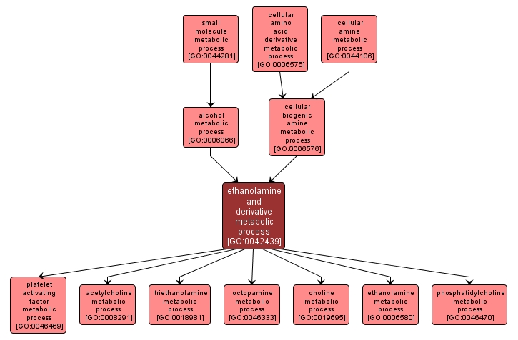 GO:0042439 - ethanolamine and derivative metabolic process (interactive image map)