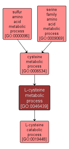 GO:0046439 - L-cysteine metabolic process (interactive image map)