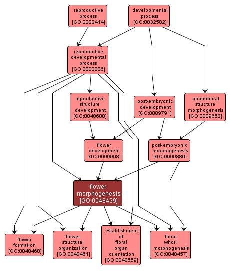GO:0048439 - flower morphogenesis (interactive image map)