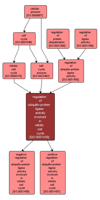 GO:0051439 - regulation of ubiquitin-protein ligase activity involved in mitotic cell cycle (interactive image map)