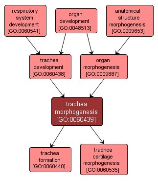 GO:0060439 - trachea morphogenesis (interactive image map)