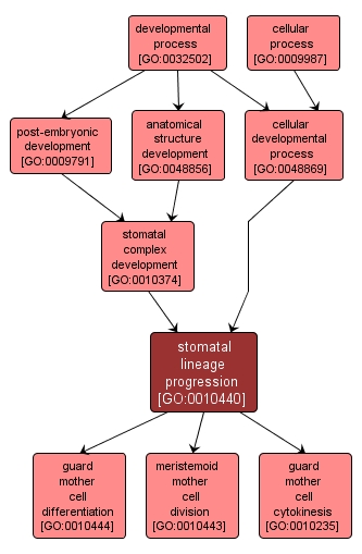 GO:0010440 - stomatal lineage progression (interactive image map)