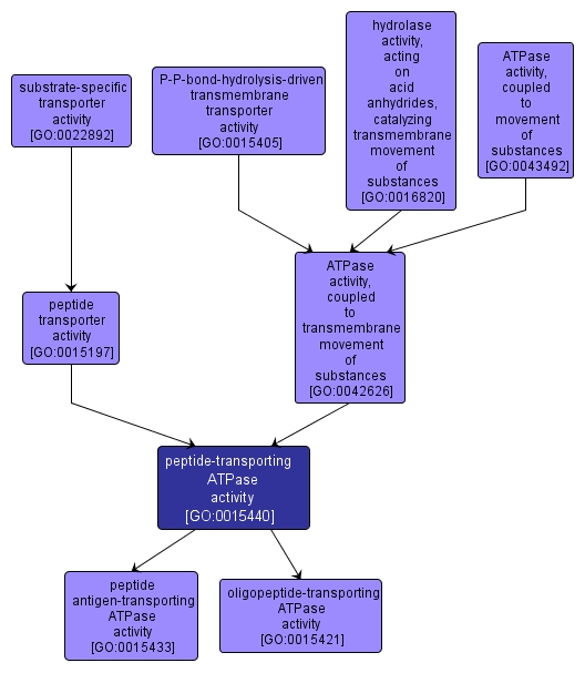 GO:0015440 - peptide-transporting ATPase activity (interactive image map)