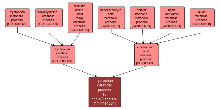 GO:0019440 - tryptophan catabolic process to indole-3-acetate (interactive image map)