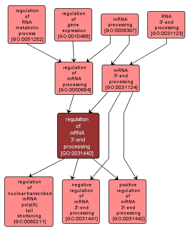 GO:0031440 - regulation of mRNA 3'-end processing (interactive image map)
