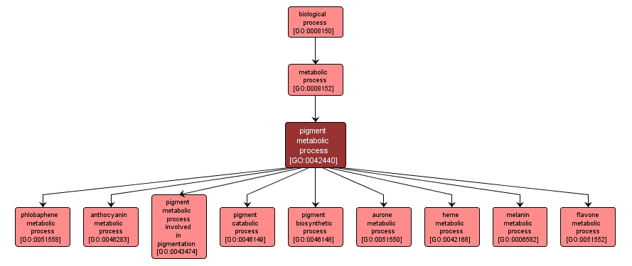 GO:0042440 - pigment metabolic process (interactive image map)