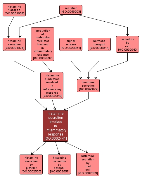 GO:0002441 - histamine secretion involved in inflammatory response (interactive image map)