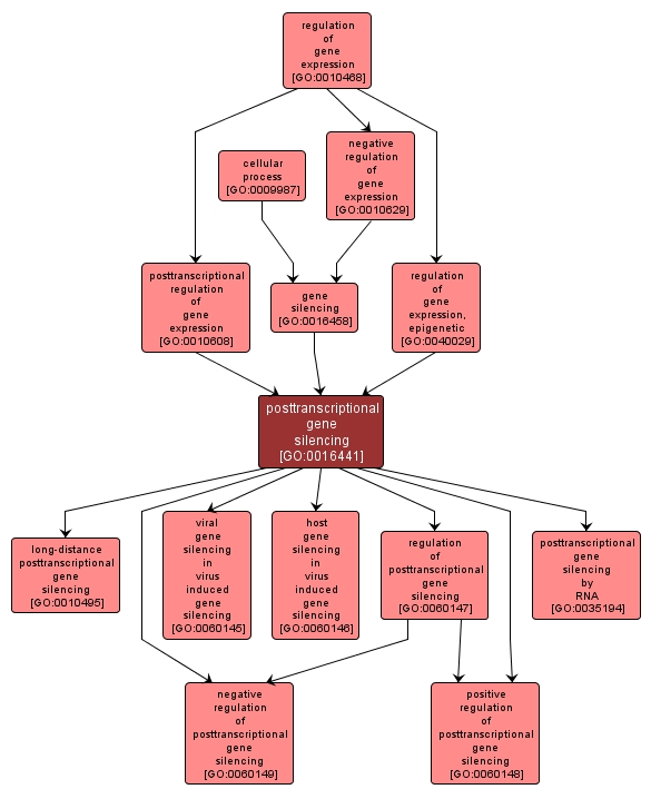 GO:0016441 - posttranscriptional gene silencing (interactive image map)