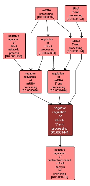 GO:0031441 - negative regulation of mRNA 3'-end processing (interactive image map)